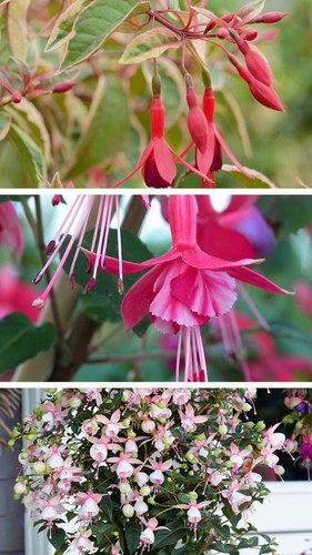 Mixed fuchsia pack large - mixed,