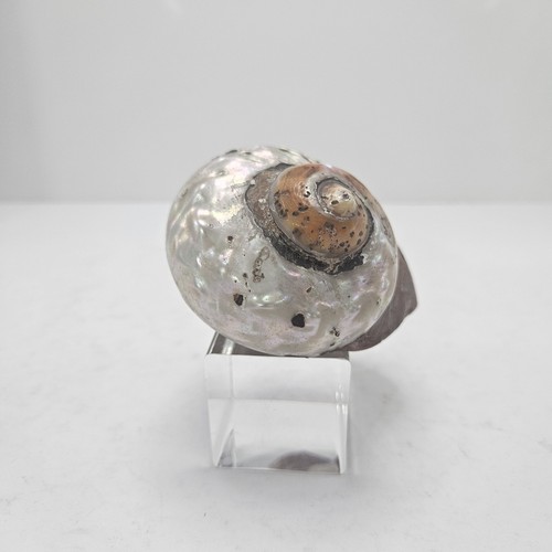 Turbo marmoratus shell - turbo,