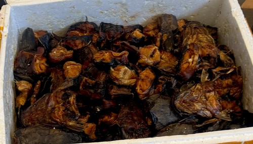 Freshly dried smoked nigerian - smoked,