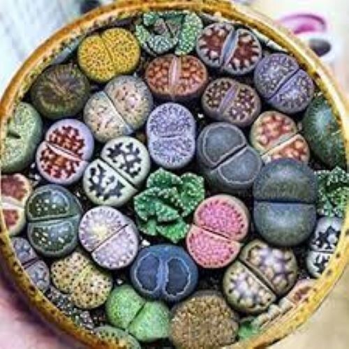 Lithops seeds living stone - stone, 20