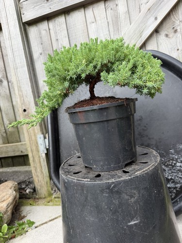 Juniper cascade bonsai - juniper,