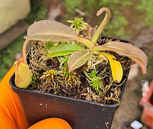 Nepenthes maxima clone - clone, #9