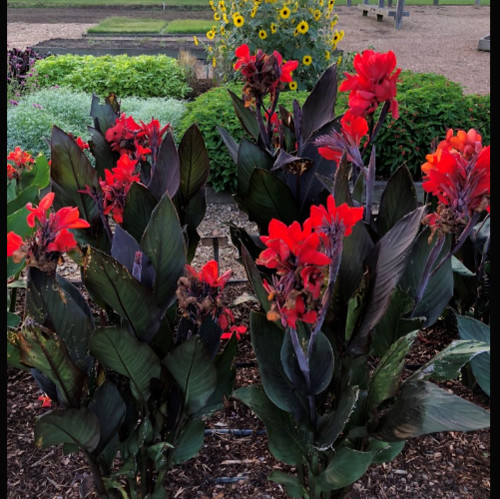 Canna cannova bronze - canna,