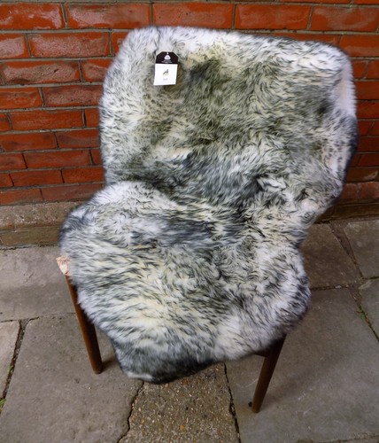 Large grey tipped speckled - tipped,