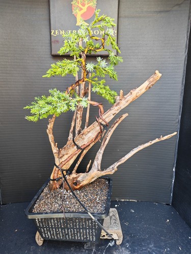 Tanuki needle juniper - tanuki, bonsai