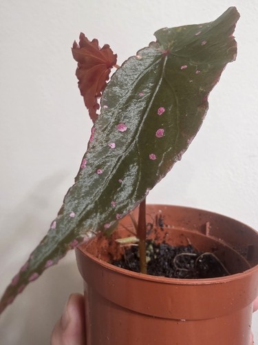 Rare indoor house - house, plant