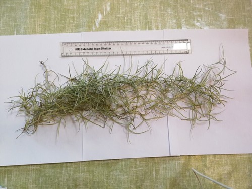 Spanish moss trailing - spanish,