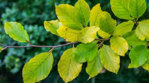 Common beech fagus - common,