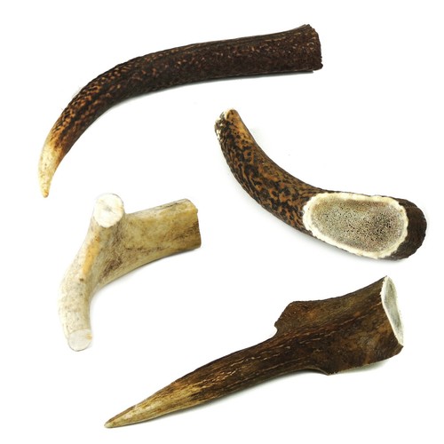 Dog chew deer antler - dog,