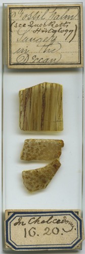 Antique microscope slide - , by