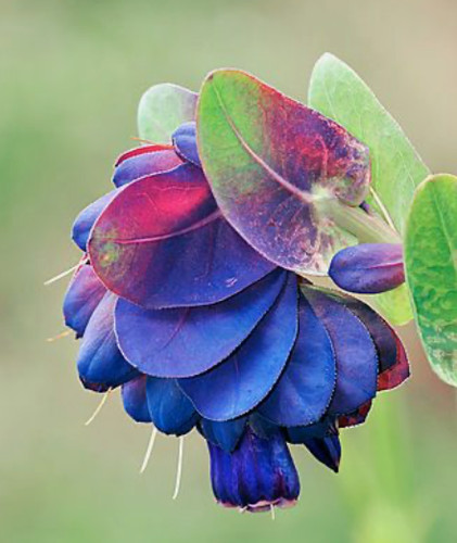 Seeds cerinthe major - seeds,