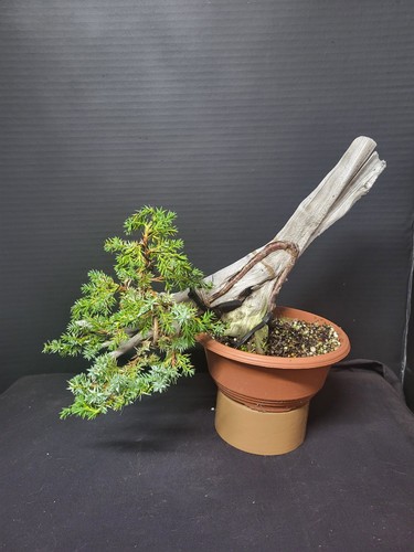 Tanuki needle juniper bonsai - tanuki,