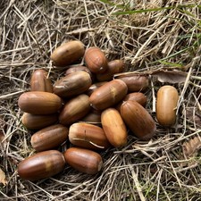 50 English oak acorns freshly harvested Autumn 2025 Cheshire 