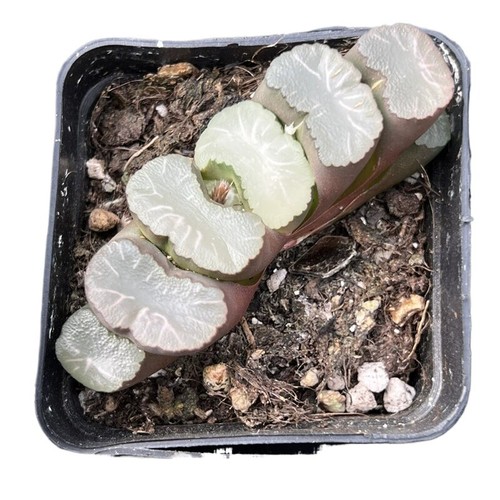 6cm succulent plant haworthia - 6cm,
