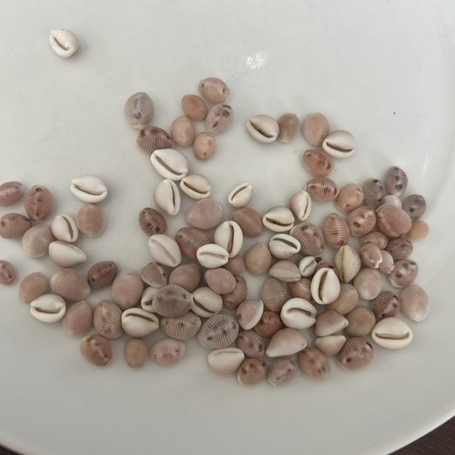 100 pink cowrie - cowrie,