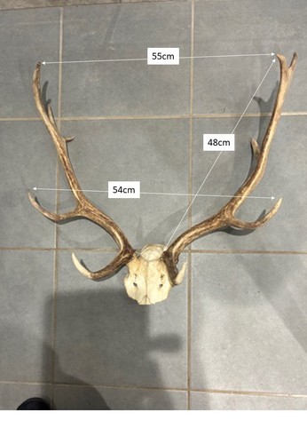 Fallow deer crown with antlers - with,