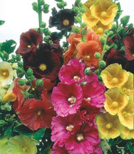 Hollyhock Alcea rosea