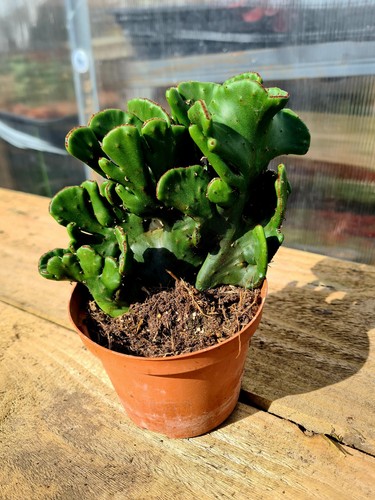 Euphorbia leucondendron - euphorbia,