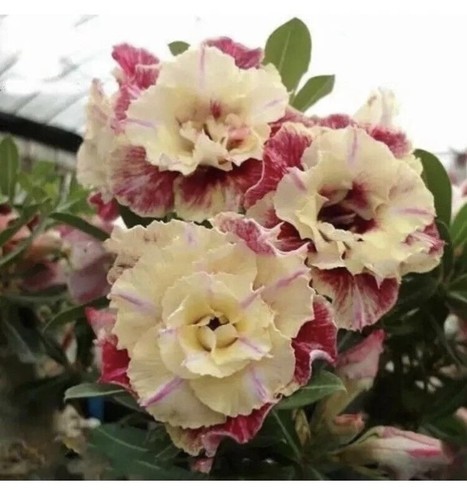 Desert rose adenium - adenium, obesum-