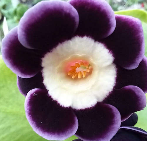 Primula auricula avril - primula,