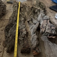 80-90cm Quercus Petrea Cork