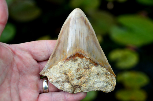 Mega megalodon shark - mega,