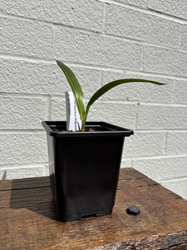 Trachycarpus wagnerianus 9cm - trachycarpus,