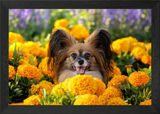 Papillon Dog in Marigolds