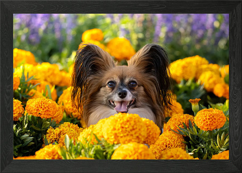 Papillon dog marigolds - papillon,