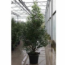 Prunus Nipponica Brilliant