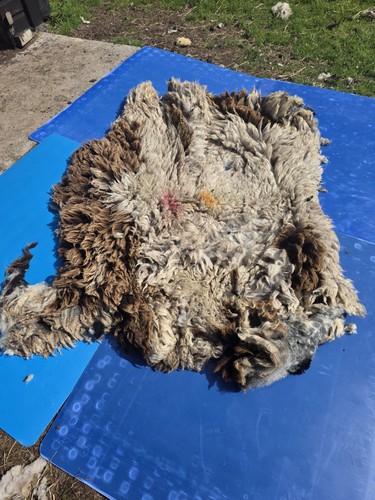 Raw unwashed rare sheep fleece - rare,
