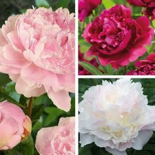 Peony Collection Flowering
