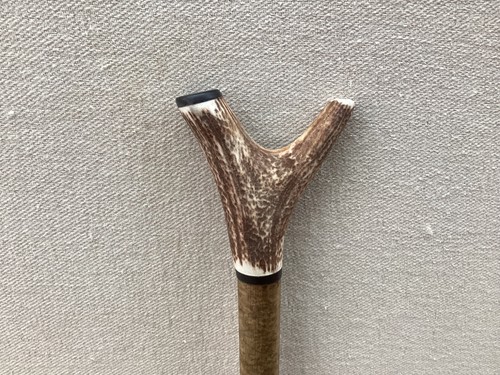 Red deer antler - deer, hazel