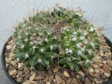 MAMMILLARIA COMPRESSA, shown in 18cm pot, lovely, big, healthy cactus