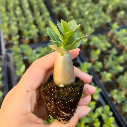 Live rooted bare root desert - rooted,