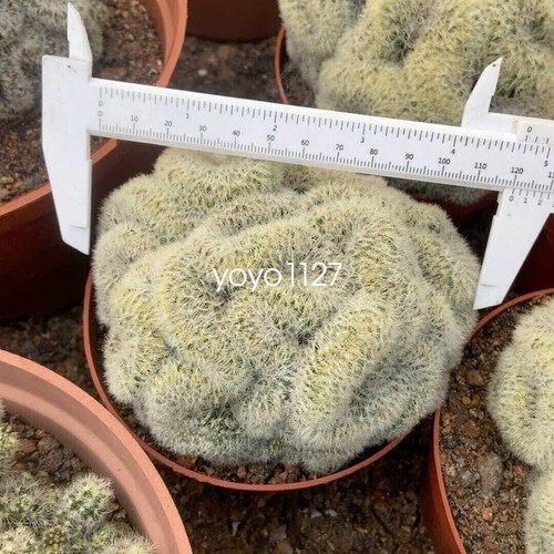 Mammillaria carmenae var - mammillaria,