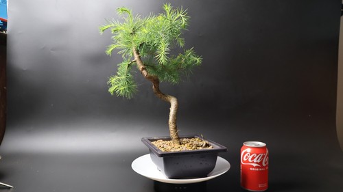 Larch bonsai tree pre penjing - bonsai,