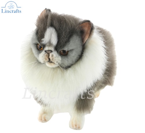 Hansa grey persian cat - cat, 7596