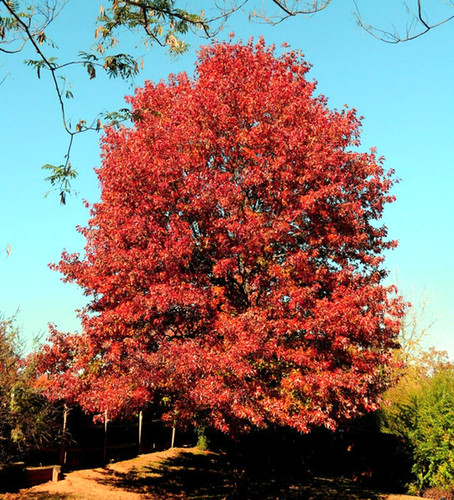 Scarlet oak acorns - scarlet,