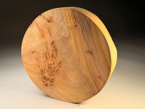 Amazing large burr elm crotch - large,