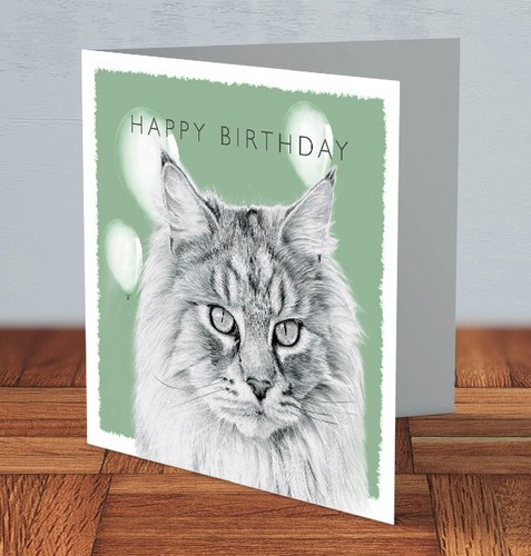 Maine coon cat - cat,