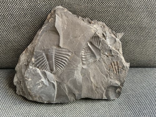 Rare trilobite tail - rare,