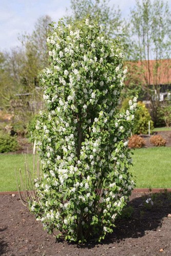 Amelanchier alnifolia