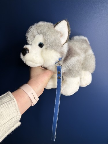 Keel husky with lead - , dog