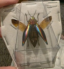 Rainbow Jewel Beetle