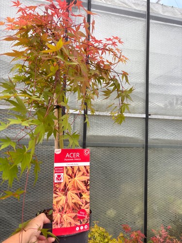Acer cascade ruby - acer,