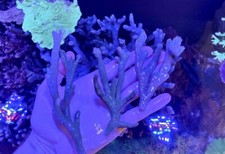 BRANCHING SKY BLUE MONTI LARGE COLONY MONTIPORA DIGI CORAL SPS 🪸 🥶🥶