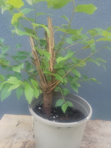 Elm bonsai tree yamadori - bonsai,