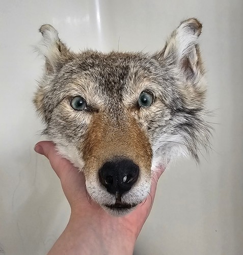 Coyote animal taxidermy head - animal,