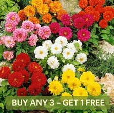 DAHLIA VARIABILIS OPERA DWARF